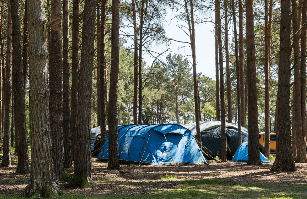 Tents in trees in the forest at avon tyrrell outdoor centre