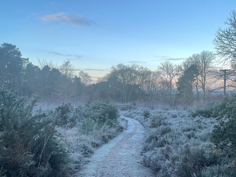 Winter frosty morning of a pathway in the forest surrounded by bushes and trees
