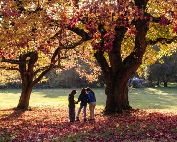 Children walking under an autumnal tree all orange and red with leaves falling to the ground in the forest