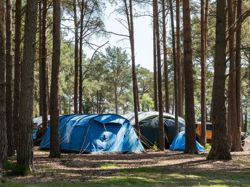 tents surrounded by trees in the forest at avon tyrrell outdoor centre