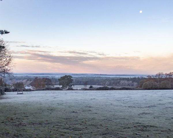 Frosty winter morning with pink and blue skies. Frosty grass and treeline in the forest