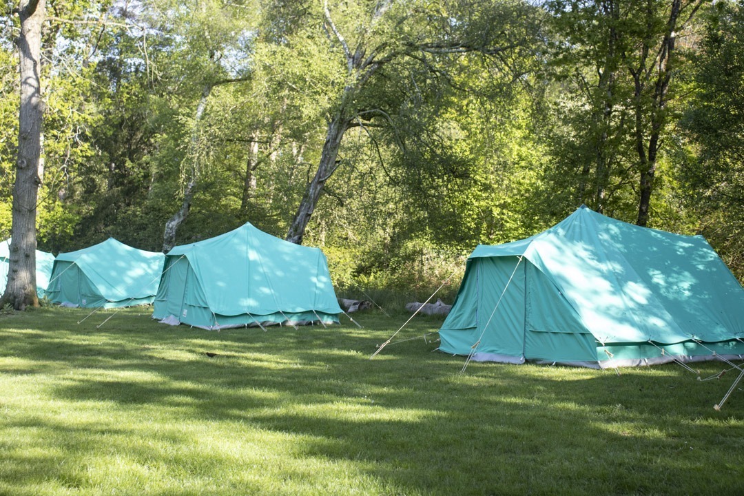 Green tents pitched in the forest all alongside a treeline